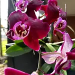 Tropical Oasis Shared Male B4